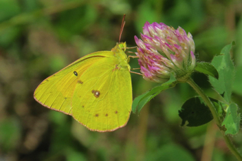 Orange Sulphur male